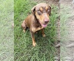 Small Photo #1 Catahoula Leopard Dog Puppy For Sale in KEITHVILLE, LA, USA