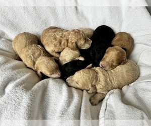 Goldendoodle Puppy for sale in FONTANA, CA, USA