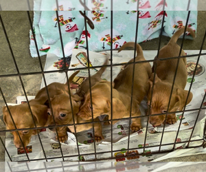 Dachshund Puppy for sale in ECHO, AL, USA