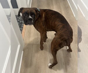 Dinger - Male Boxer Dog for Adoption - Photo #3