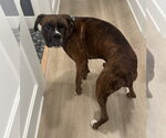 Small Photo #3 Boxer Puppy For Sale in Austin, TX, USA