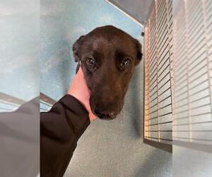 Labrador Retriever-Unknown Mix Dogs for adoption in Pearland, TX, USA