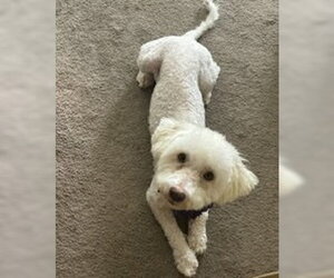 Maggie - Female Poodle (Miniature)-Unknown Mix Dog for Adoption - Photo #6