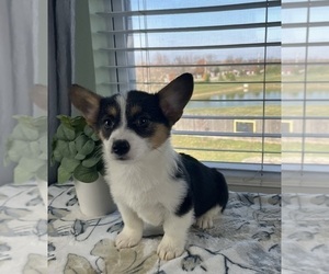 Pembroke Welsh Corgi Puppy for sale in GREENWOOD, IN, USA