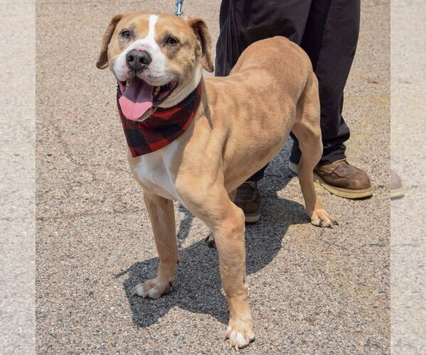 Medium Photo #2 American Bulldog-American Staffordshire Terrier Mix Puppy For Sale in Huntley, IL, USA