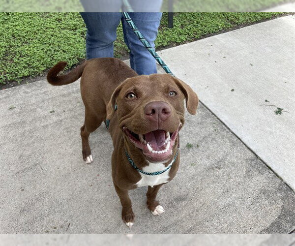 Medium Photo #2 American Pit Bull Terrier-Unknown Mix Puppy For Sale in Corpus Christi, TX, USA