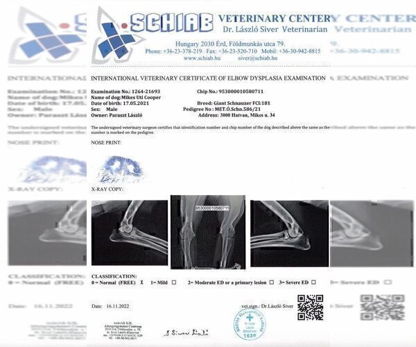 Medium Photo #6 Schnauzer (Giant) Puppy For Sale in Hatvan, Heves, Hungary