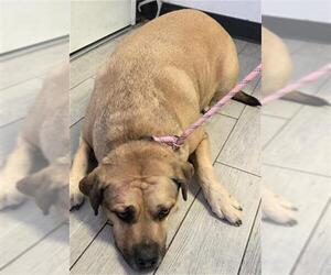 Bulldog Dogs for adoption in Bakersfield, CA, USA