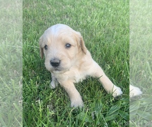 Goldendoodle Puppy for Sale in MARSHFIELD, Missouri USA