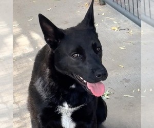 Mutt Dogs for adoption in Yardley, PA, USA