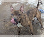 Small #1 American Pit Bull Terrier Mix