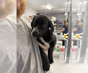 Labrador Retriever-Unknown Mix Dogs for adoption in The Woodlands, TX, USA