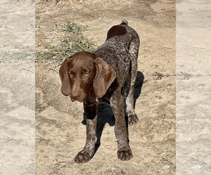 German Shorthaired Pointer Puppy for sale in WARSAW, NC, USA