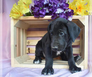 Great Dane Puppy for sale in MILLERSBURG, OH, USA