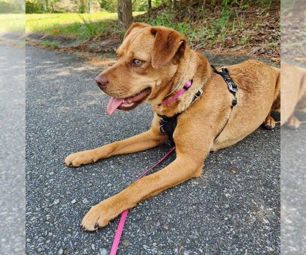 Medium Photo #11 Mutt Puppy For Sale in Calhoun, GA, USA