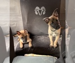 Small Photo #5 Belgian Malinois Puppy For Sale in CONYERS, GA, USA