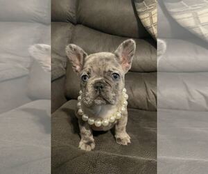 French Bulldog Puppy for sale in RIVERSIDE, CA, USA