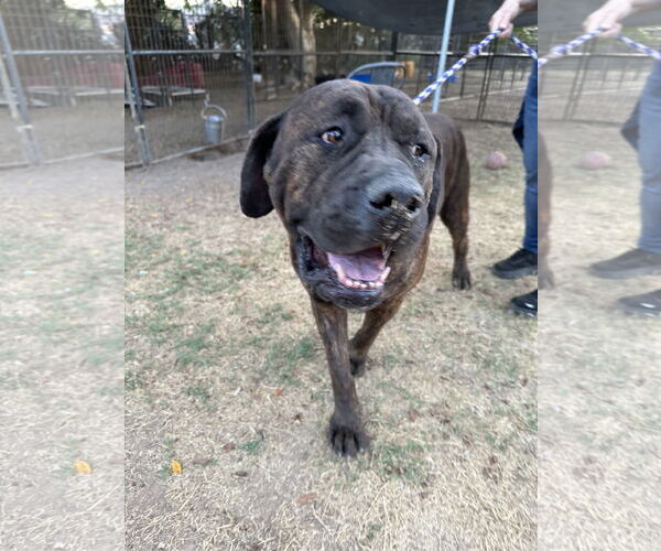 Medium Photo #7 Mastiff-Unknown Mix Puppy For Sale in Goodyear, AZ, USA
