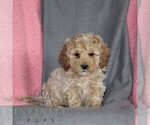 Small Poodle (Miniature)