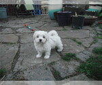 Small Photo #17 Coton de Tulear Puppy For Sale in COLUMBIA, MO, USA