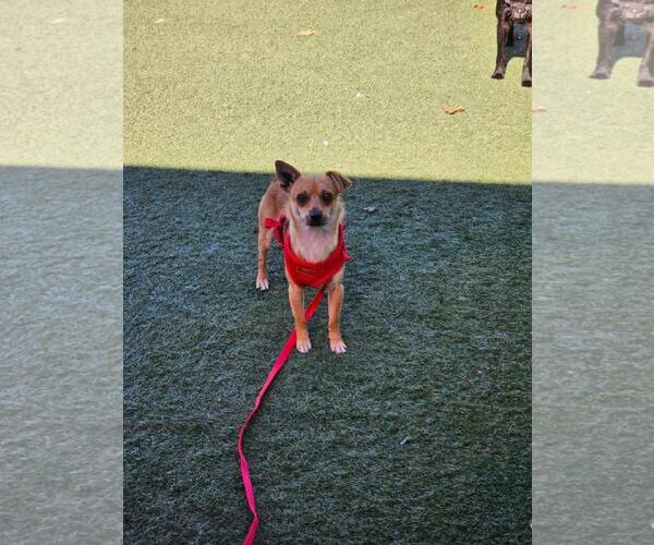 Medium Photo #4 Chihuahua-Unknown Mix Puppy For Sale in Rockwall, TX, USA