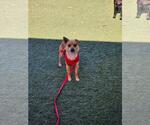 Small #3 Chihuahua Mix