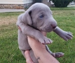 Puppy Silver boy 1 Weimaraner