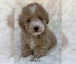 Small Photo #5 Poodle (Toy) Puppy For Sale in AUBURN, CA, USA