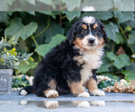 Small #2 Bernedoodle (Miniature)