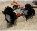 Small #10 Miniature Australian Shepherd