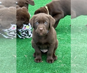 Labrador Retriever Puppy for sale in LISBON, CT, USA