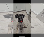 Small #1 Puggle