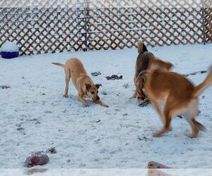 Mutt Dogs for adoption in New London, WI, USA