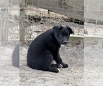 Small Photo #3 Australian Shepherd Puppy For Sale in CLINTON, NC, USA