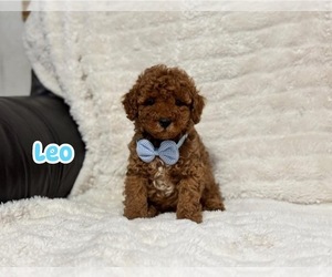 Cavapoo Puppy for sale in CAMPBELLSVILLE, KY, USA