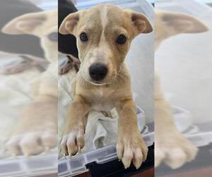 American Pit Bull Terrier-Unknown Mix Dogs for adoption in Plano, TX, USA