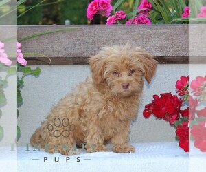 Zuchon Puppy for sale in RISING SUN, MD, USA