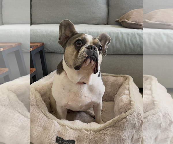 Medium Photo #1 French Bulldog Puppy For Sale in Weston, FL, USA