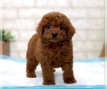 Small Photo #5 Poodle (Toy) Puppy For Sale in SAN JOSE, CA, USA