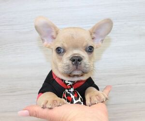 French Bulldog Puppy for sale in LAS VEGAS, NV, USA
