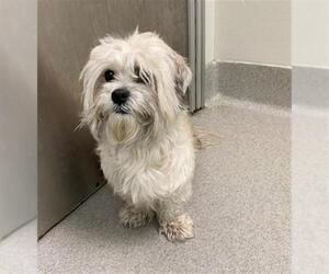 Mal-Shi Dogs for adoption in Rancho Cucamonga, CA, USA