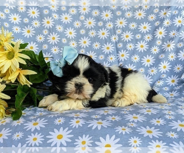 Medium Photo #2 Shih Tzu Puppy For Sale in GORDONVILLE, PA, USA