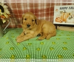 Puppy Groot Golden Retriever