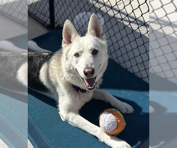 Medium Photo #4 Gerberian Shepsky Puppy For Sale in Elk Grove, CA, USA