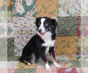 Mother of the Miniature Australian Shepherd puppies born on 04/15/2025