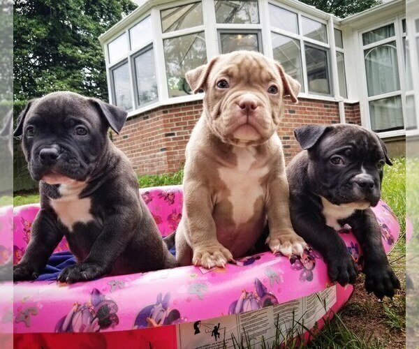 Medium Photo #2 American Bully Puppy For Sale in TOMS RIVER, NJ, USA
