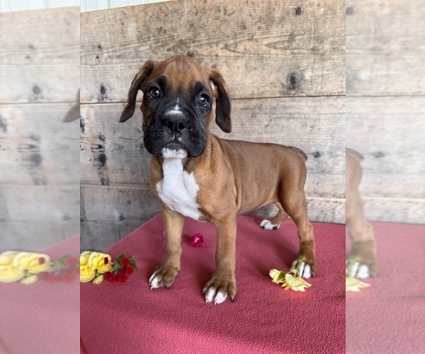 Medium Photo #9 Boxer Puppy For Sale in VERMONTVILLE, MI, USA
