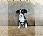 Small #1 Australian Shepherd Mix