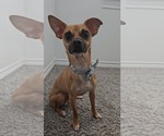 Small Mutt