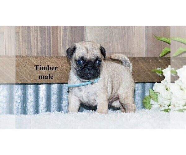 Medium Photo #10 Pug Puppy For Sale in CLARE, MI, USA